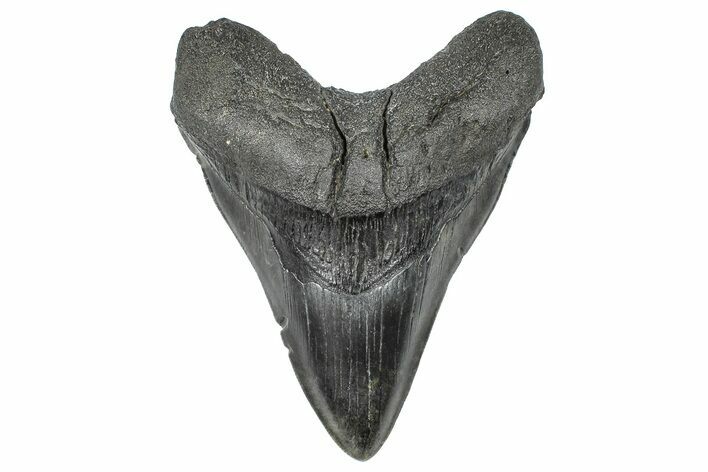 Serrated, Fossil Megalodon Tooth - South Carolina #367964